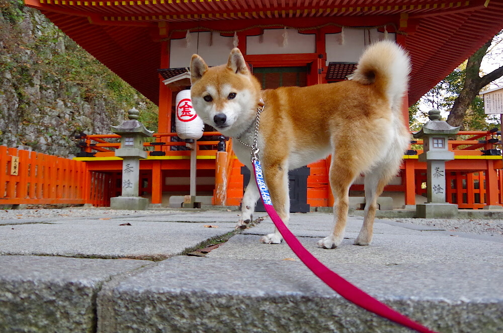 开云体育入口-从寒冰到火焰，西亚卡姆一球定江山，奇才绝境重生启示录