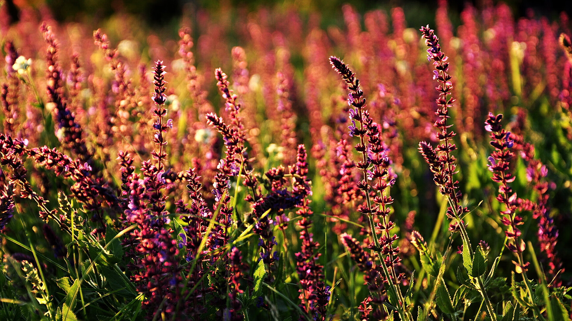 从寒冰到火焰，西亚卡姆一球定江山，奇才绝境重生启示录