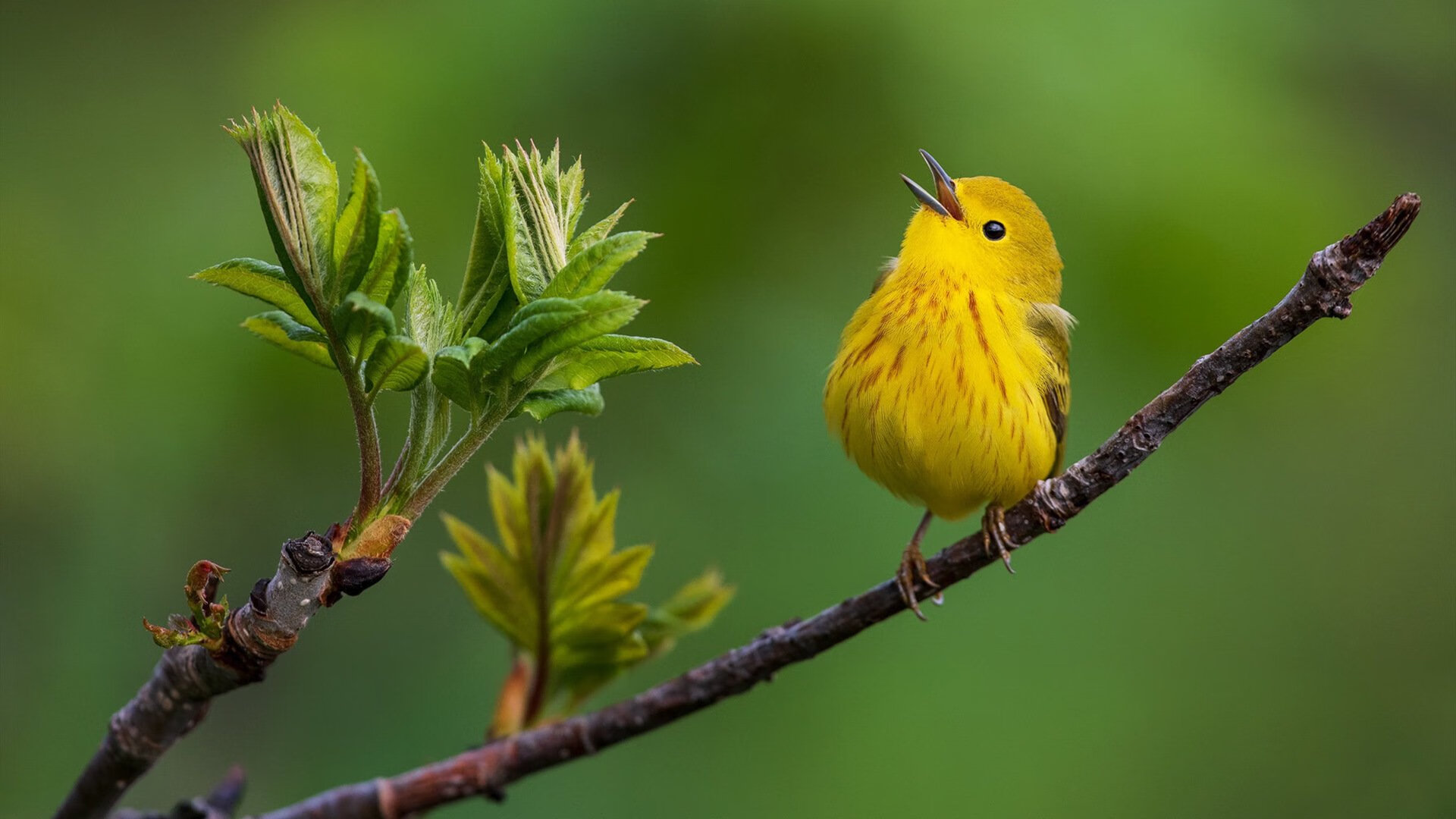 加纳篮球风暴席卷埃及，加维抢七狂飙奠定传奇之夜