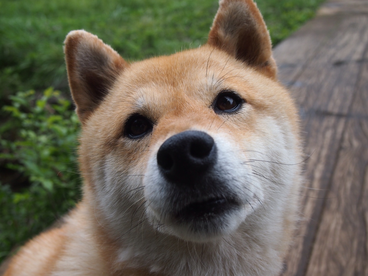 开云-逆袭剧本同时上演，热火靠黑夺冠，哈利伯顿在F1赛道完成终极超车